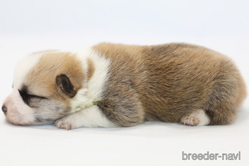 成約済の神奈川県のウェルシュコーギーペンブローク-364203の3枚目